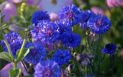 Неприхотливые многолетние цветы для дачи: фото, названия, виды, цветущие  все лето для клумбы, сада