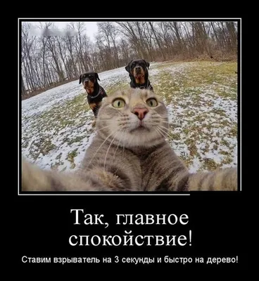 ПРИКОЛЫ С ЖИВОТНЫМИ ДО СЛЕЗ / Смешные КОТЫ 2021 / Приколы с КОТАМИ / Funny  ANIMALS video #14 - YouTube