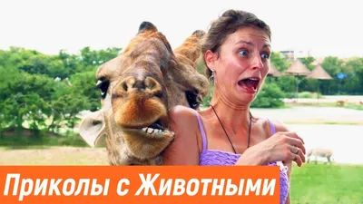 Смеялся до слез. Самые смешные статусы Квипа | Обозреватель