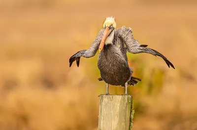 Представлены самые смешные фото животных от финалистов Comedy Wildlife  Photo Awards