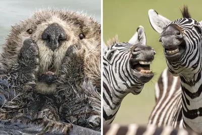 ФОТОФАКТ: Самые смешные фото диких животных выбрали на премии Comedy  Wildlife Photo Awards 2021