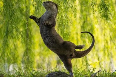 Самые смешные фотографии домашних животных 2021 года | Фото | Культура |  Аргументы и Факты