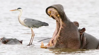 ФОТО | Зверски весело! Определены самые смешные фото с животными этого года  - Бублик