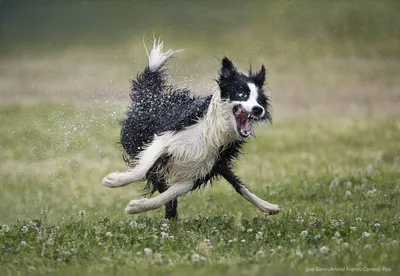 Опубликованы фото победителей конкурса Comedy Wildlife Photography Awards  2022 | РБК Life