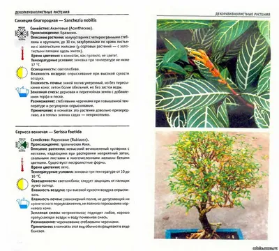 Фотография Санхеции: как использовать ее для создания оригинальных подарков