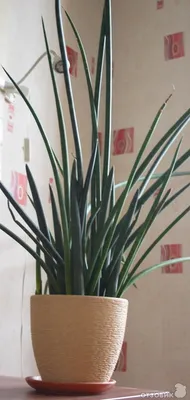 Многолетнее вечнозеленое бесстебельное растение сансевиерия (Sansevieria),  либо сансевьера, либо сансевиера, относится к семейс… | Plants, House  plants, Plant decor