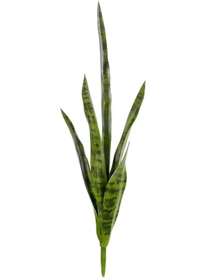 Сансевиерия трехполосая - Сансевиерия - Декоративно-лиственные растения -  Комнатные растения - GreenInfo.ru