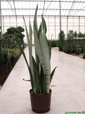 Растение комнатное Sansevieria variegata Сансевьера 40 х 13 см - купить в  Москве, цены на Мегамаркет