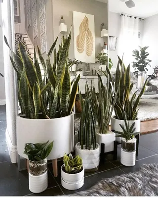 Растение ⌀ 9 Sansevieria STAR 'ROSE' повреждение 1 листа (Сансевиерия,  Сансевьера): купить c доставкой почтой 🌸 Адениум дома