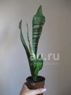 Род Сансевиерия (Sansevieria): описание, как выращивать, виды, фото