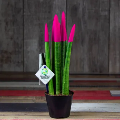Сансевиерия на фото: растение, которое украсит любое помещение