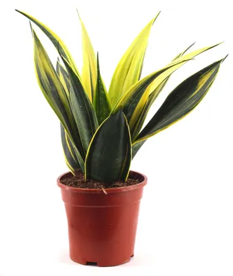 Фотография сансевиерии: растение, которое привносит гармонию