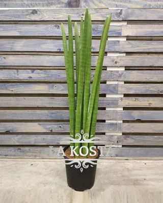 Сансевиерия: изящное растение для минималистского интерьера (фото)
