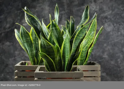 Сансевиерия: как использовать растение в декоре вашего дома (фото)