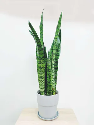 Сансевиерия: красивое и необычное растение для вашей квартиры (фото)