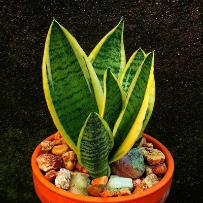 Сансевиерия: как использовать растение в качестве подарка (фото)