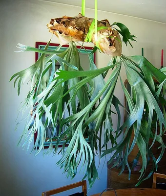 Фотография Сауроматума (Арума) - прекрасный пример растения, которое не оставит вас равнодушным