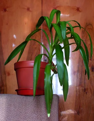 Изображение Сауроматума (Арума) - популярное растение среди ценителей красоты и комфорта в доме