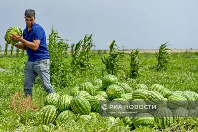 Сбор урожая высокогорных овощей в провинции Хубэй_Russian.news.cn