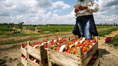 Месяц сбора урожая сентябрь: сроки и нюансы сбора и хранения - \"Професійне  насіння\"