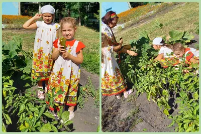 Как и когда собирать клубнику, уход за ней после сбора урожая