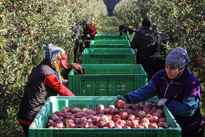 Во всем соку: сбор урожая яблок в Кабардино-Балкарии | Фотогалереи |  Известия