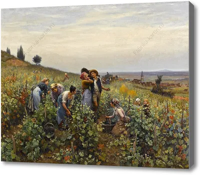 FruitNews - Как соблюсти правило «золотого часа» при сборе урожая ягод?