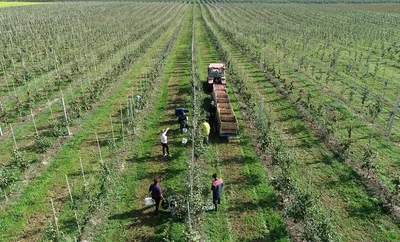 Фотофакт. Сбор урожая в Китае
