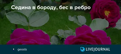 Седина в бороду, бес в ребро - ТЕМА: интернет-издание