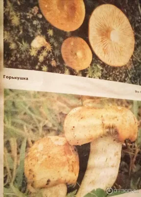 Съедобные грибы башкирии в картинках фотографии
