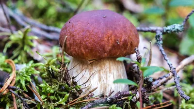 Сморчки: описание грибов, где растут, как выглядят, съедобность, фото в лесу