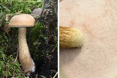 Как отличить ядовитый гриб от съедобного — показываем, как выглядит бледная  поганка, сатанинский гриб, желчный гриб - 3 сентября 2022 - НГС
