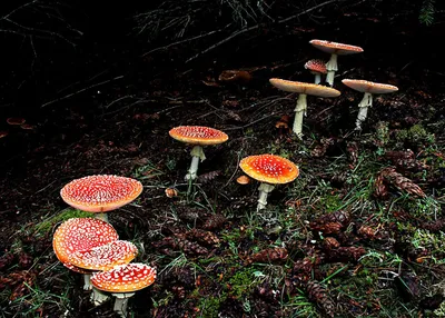 Черные несъедобные грибы (46 фото) - 46 фото