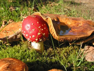Съедобные грибы - 56 фото