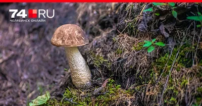 Польза и вред грибов для организма: каким отдать предпочтение - 23 августа  2023 - 74.ru