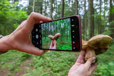 Как смартфон помогает искать грибы - Российская газета