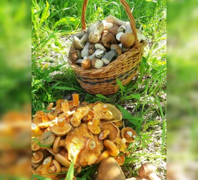 В Башкирии из-за аномальной погоды грибной сезон наступил раньше срока