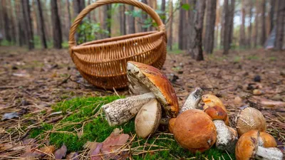 Сбор грибов - «Каждый поход в лес для меня маленький стресс 🐍 Сбор грибов  в 2021 году, обработка грибов и рецепты.» | отзывы
