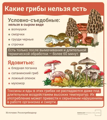 Польза и вред грибов для организма: каким отдать предпочтение - 23 августа  2023 - 74.ru
