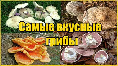 Какие грибы теперь нельзя собирать в лесах России? - 13 октября 2023 -  Фонтанка.Ру