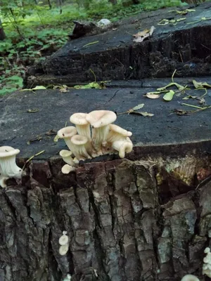 Сбор грибов - «Каждый поход в лес для меня маленький стресс 🐍 Сбор грибов  в 2021 году, обработка грибов и рецепты.» | отзывы