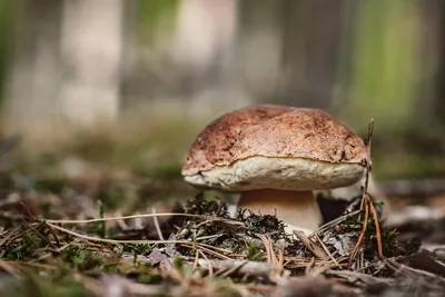 Как правильно искать грибы: советы опытного грибника - 3 августа 2022 -  e1.ru