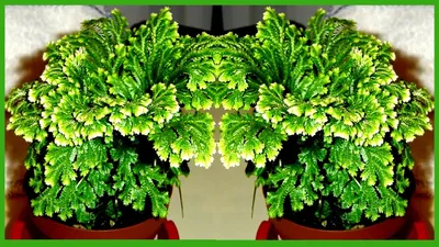 Картинка: Селагинелла - растение, которое помогает улучшить сон