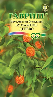 Ceratonia siliqua - Рожковое дерево семена - Wikifarmer