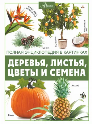 Качественные семена деревьев. ( туя, катальпа , гледичия ): 10 грн. - Сад /  огород Первомайский на Olx