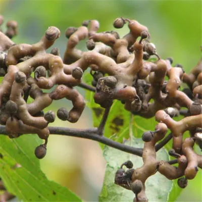 Катальпа бигнониевидная семена (20 шт) (Catalpa bignonioides) индейское  бобовое дерево (ID#670376242), цена: 45 ₴, купить на Prom.ua