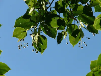 Семена липа Мелколистная Сердцевидная (Tilia cordata) — купить в  Красноярске. Декоративные кустарники и деревья на интернет-аукционе Au.ru