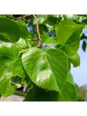 Семена Европейского Липы Tilia X Europaea — стоковые фотографии и другие  картинки Лаймовое дерево - Лаймовое дерево, Без людей, Великобритания -  iStock