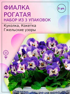 Семена цветов ПОИСК Астра коготковая Золотая, 0,3 г - продажа в  интернет-магазине Домовой | Доступные цены, доставка