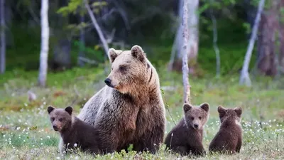 Семья | Пикабу